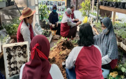 Kisah KWT di Jogja Manfaatkan Lahan Sempit Tanam Sayuran