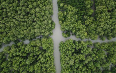 Rehabilitasi Hutan, Kementerian LHK Bakal Tanam 5.000 Bibit Mangrove di Papua