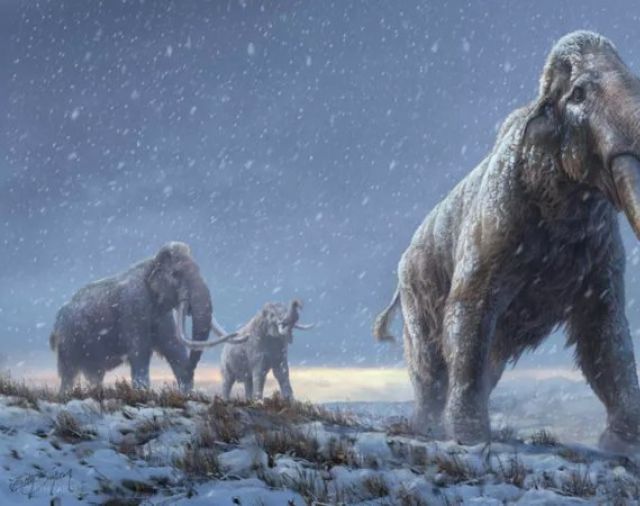 DNA Tertua di Dunia adalah Mammoth Berusia Lebih dari 1 Juta Tahun