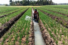 Benih Bawang Merah Lokal Bantul Jenis Tiron Dikabarkan Sudah Punah