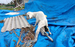 Nanang, Si Kambing Berkaki Tujuh dan Berkelamin Ganda Ini Hebohkan Warga Kulonprogo