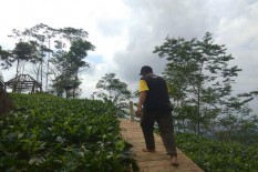 Mengenal Tradisi dan Manfaat Minum Teh