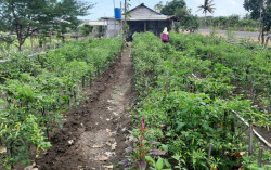 Tak Ada Lelang, Harga Cabai dari Petani Anjlok