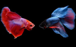 Dari Warna hingga Perilakunya, Ini 7 Cara Membedakan Kelamin Ikan Cupang
