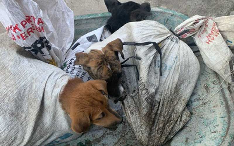 18 Ekor Anjing Yang Hendak Dijagal Berhasil Dievakuasi