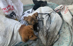 Ditemukan Tujuh Tempat Jagal Anjing di Bantul