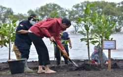 Jokowi Sebut Hutan Mangrove di Bali Bakal Jadi Venue KTT G20 2022