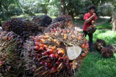 Cabut Ribuan Izin Tambang dan Perkebunan, Jokowi Beri Kesempatan Masyarakat 