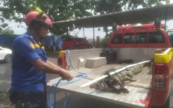 Warga Pekalongan Tangkap Buaya 2,5 Meter di Sungai, Begini Kronologinya