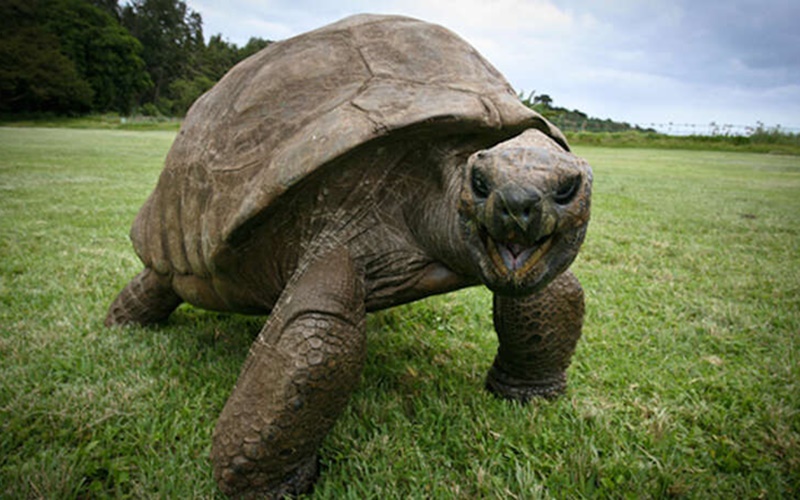 Mengenal Jonathan, Kura-kura Tertua di Dunia yang Baru Berulang Tahun ke 190