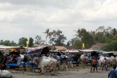 Misuh dengan Kata Bajingan, Sontoloyo, dan Bajigur? Pahami Dulu Artinya!