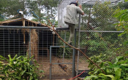 Gembira Loka Zoo Akan Lepaskan Macan Tutul Terancam Punah ke Gunung Ciremai