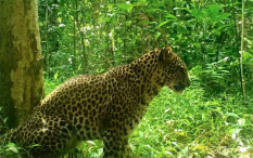 Mengenal Macan Tutul Jawa yang akan Dilepasliarkan Gembira Loka Zoo