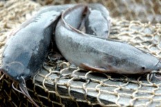 Duh...Produksi Ikan di Bantul Jauh dari Kebutuhan, Ini Datanya
