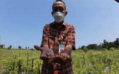 Patek Serang Lahan Demplot Cabai Off Season di Bantul