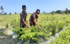 Sudah Panen 14 Kali selama Proyek Cabai Off Season Bantul 