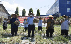 Wow! Petani Bawang di Kalasan Untung Berlipat