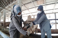 1.300 Ekor Sapi di Rembang Sembuh dari PMK 