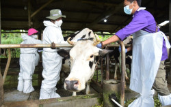 Vaksinasi PMK untuk Ternak di Sleman Dimulai