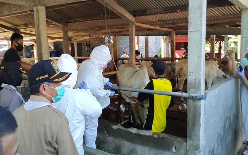 Vaksinasi PMK di Kulonprogo, Tidak Sembarang Ternak Disuntik