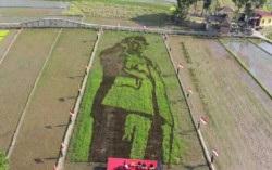 Keren! Warga Desa Ini Tanam Padi Bergambar Soekarno