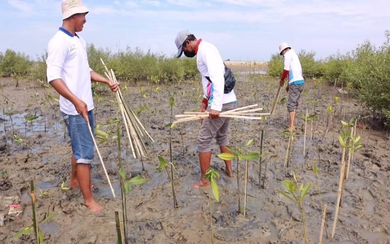 5.000 Bibit Mangrove Hijaukan di Pantai Baros