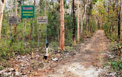 Kerap Dipakai Mesum, Hutan Sodong Gunungkidul Diberi Perlakuan Khusus