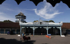 Kebo Kraton Solo Berwarna Putih Kemerahan, Ini Penjelasan Ilmiahnya..