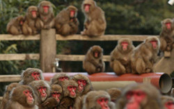 Geng Monyet Menyerang Kota Yamaguchi, Jepang