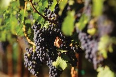 Penelitian: Buah Anggur Berkhasiat Memperpanjang Umur