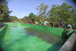 Butuh 12 Orang untuk Memindahkan Ikan Arapaima