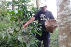 Pria Ini Punya Cara Jitu Angkat Derajat Kopi Merapi Lebih Tinggi