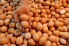 Waduh...Harga Telur di Bantul Sudah Menyentuh Rp30.000 per Kg