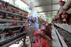Harga Telur di Kulonprogo Meroket, Rapelan BPNT dan Harga Pakan Diduga Jadi Biangnya