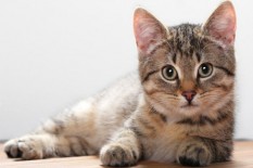 Kucing Liar di Jogja Akan Dikendalikan Tahun Depan karena Sangat Banyak