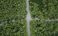 Nah lho! Indonesia Termasuk Negara Perusak Hutan Tropis