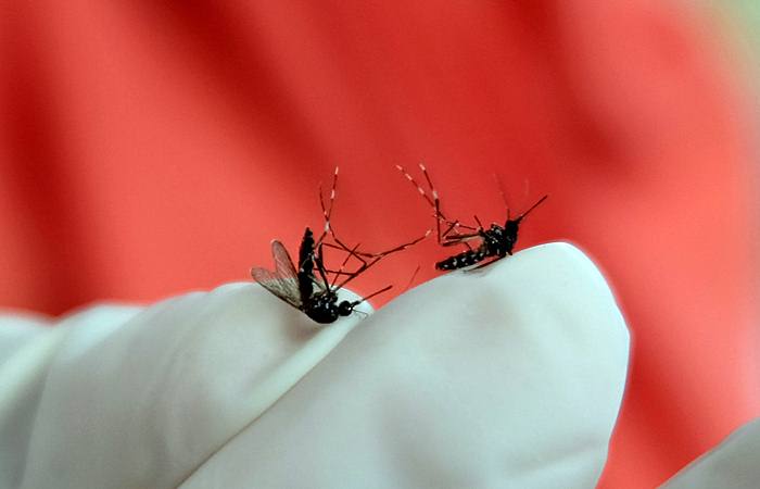 Benarkah HIV Bisa Menular Lewat Gigitan Nyamuk?