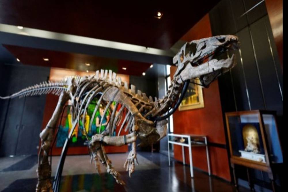 Dijual Segera, Kerangka Dinosourus Usia 150 Tahun untuk Ruang Tamu