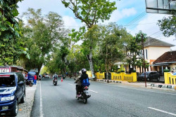 Ratusan Pohon Bakal Ditebang untuk Penataan Kota Wonosari Bernilai Rp7 Miliar