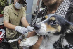 Mari Perhatikan, Ini Gejala Hewan Peliharaan Anda Terkena Rabies