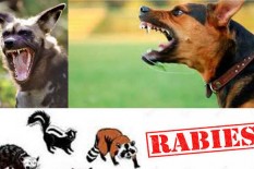 8 Provinsi Dinyatakan Bebas Rabies, Salah Satunya DIY