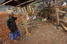 Belasan Ternak di Gunungkidul Mati Diserang Hewan Liar, Warga Diminta Bikin Kandang Model Panggung