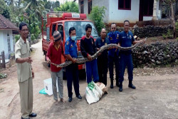 Hanya 2 Pekan, Tim Pemadam Kebakaran Gunungkidul Amankan 7 Ekor Ular dari Rumah Warga