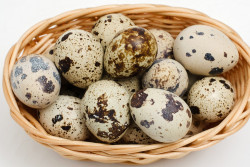 Kenali Manfaat Konsumsi Telur Puyuh yang Harus Diketahui