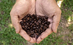 Jangan Dibuang, Ampas Kopi Punya Khasiat Ampuh