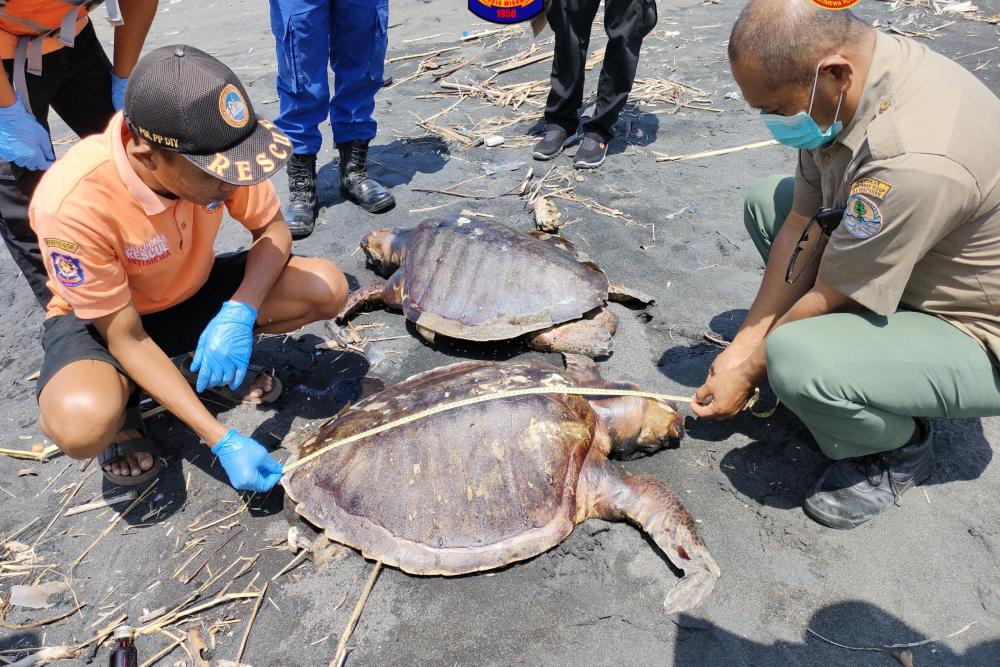 Tiga Penyu Lekang Ditemukan Mati di Pantai Jangkang, Gegara Sampah Plastik?