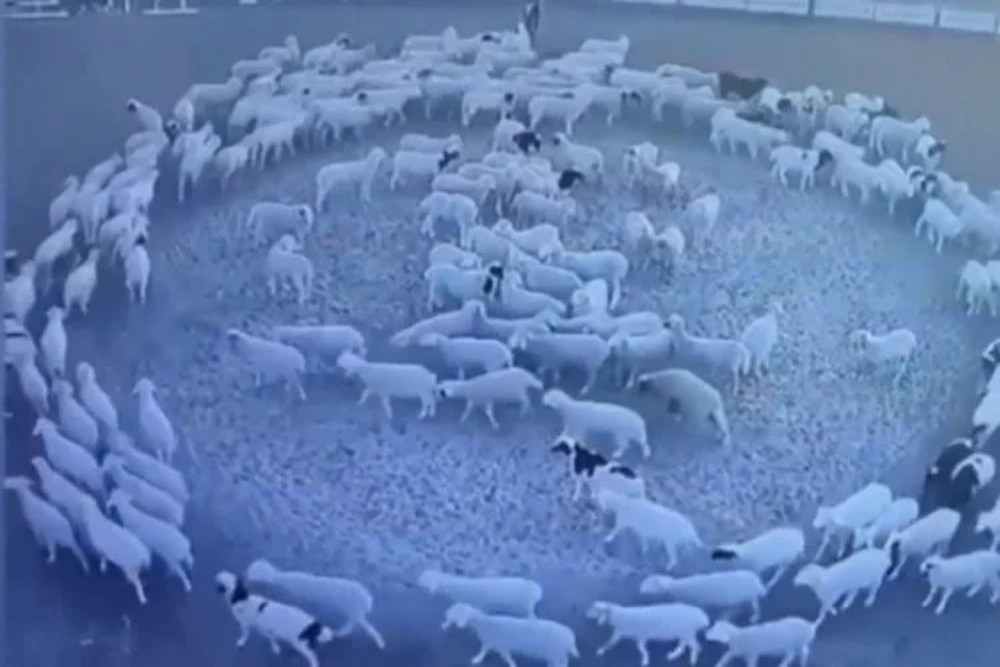 Ratusan Domba Bertingkah Aneh, Terekam Kamera Berkeliling Lapangan Selama 12 Hari Nonstop