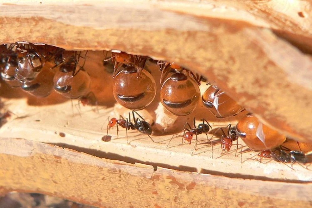 Unik! Semut Honeypot Bisa Hasilkan Madu Seperti Lebah