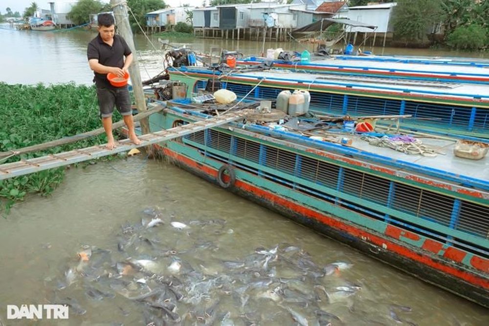 Rawat Ribuan Ikan di Sungai, Rumah Pria Ini Jadi Rujukan Wisata