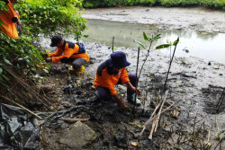 Kurangi Bencana, FPRB Bantul Tanam Mangrove di Baros